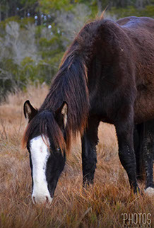 Chincoteague Island National Wildlife Refuge, Wild Pony