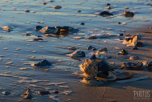Chincoteague Island National Wildlife Refuge