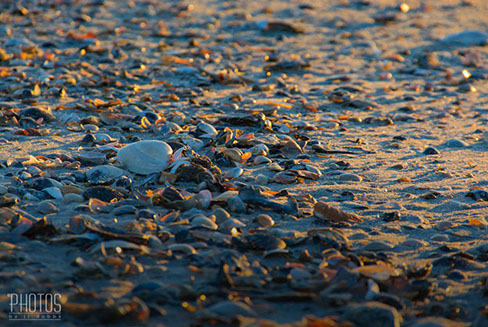 Chincoteague Island National Wildlife Refuge