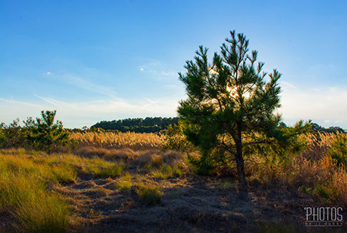 Chincoteague Island National Wildlife Refuge