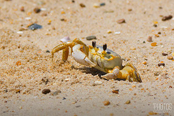 Cape Henlopen State Park, Fiddler Crab