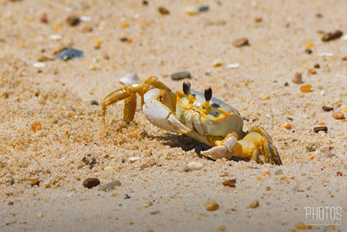 Cape Henlopen State Park, Fiddler Crab