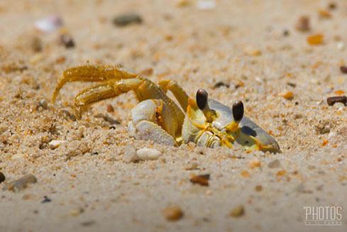 Cape Henlopen State Park, Fiddler Crab