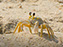 Cape Henlopen State Park, Fiddler Crab