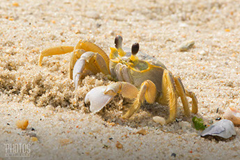 Cape Henlopen State Park, Fiddler Crab