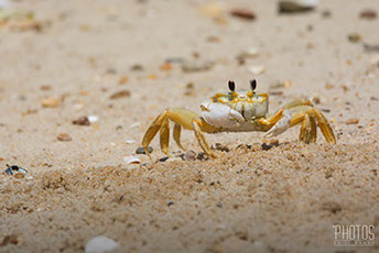 Cape Henlopen State Park, Fiddler Crab
