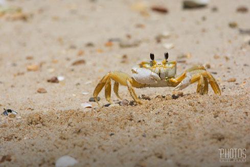 Cape Henlopen State Park, Fiddler Crab
