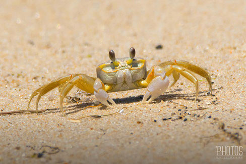 Cape Henlopen State Park, Ghost Crab