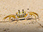 Cape Henlopen State Park, Ghost Crab