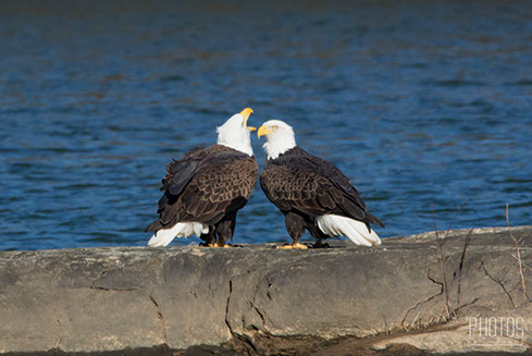Bald Eagles