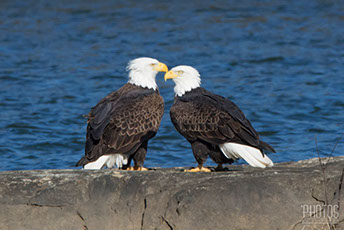 Bald Eagles