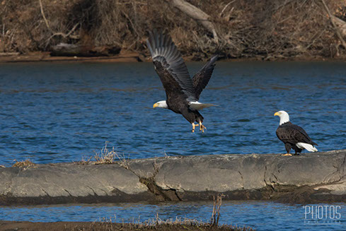 Bald Eagles
