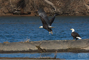 Bald Eagles