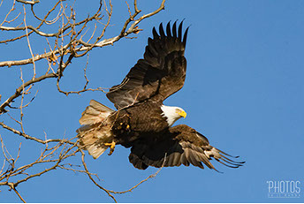 Bald Eagle