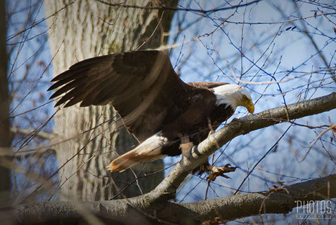 Bald Eagle