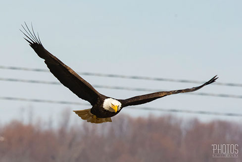 Bald Eagle