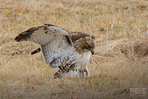 Red-Tailed Hawk