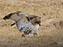 Red-Tailed Hawk