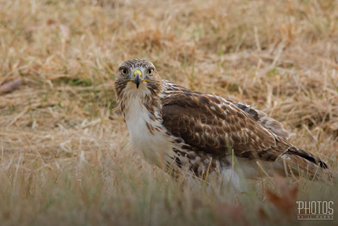 Red-Tailed Hawk