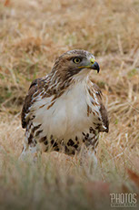 Red-Tailed Hawk