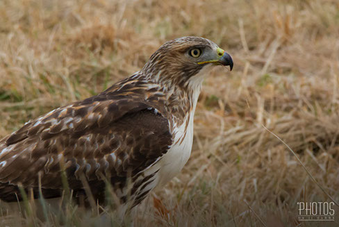 Red-Tailed Hawk