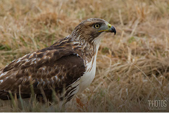 Red-Tailed Hawk
