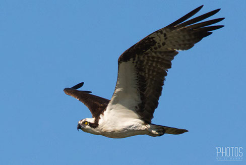 Osprey