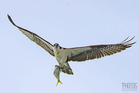 Osprey