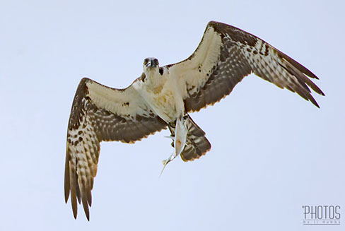 Osprey