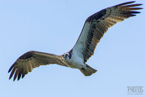 Osprey