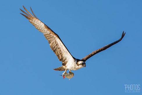 Osprey