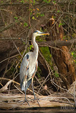 Great Blue Heron