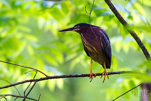Green Heron