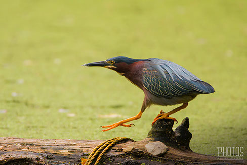 Green Heron