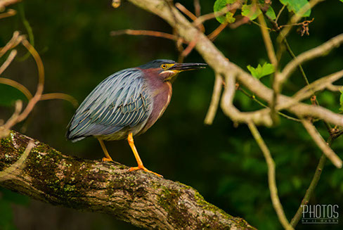 Green Heron
