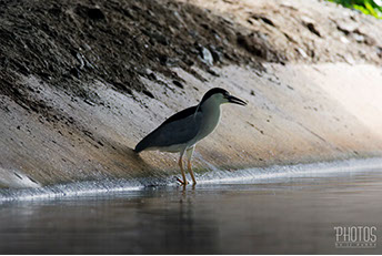 Black-Crowned Night Heron