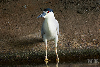 Black-Crowned Night Heron