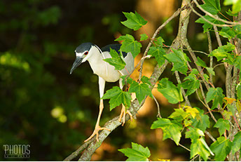 Black-Crowned Night Heron