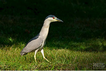 Black-Crowned Night Heron