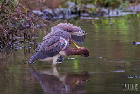 Tricolored Heron