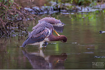 Tricolored Heron