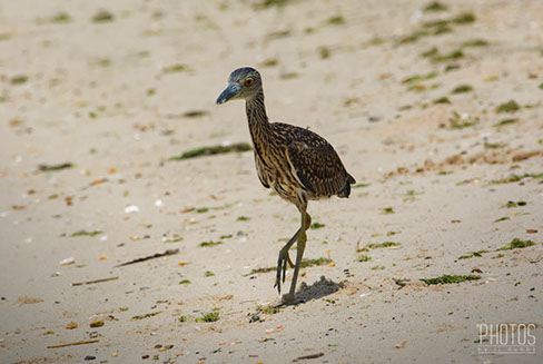 Cape Henlopen State Park, Ghost Crab