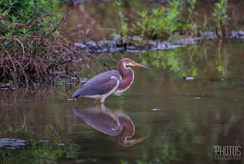 Tricolored Heron