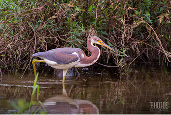 Tricolored Heron