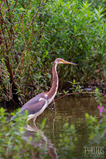 Tricolored Heron