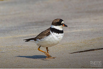 Semi-Palmated Plover