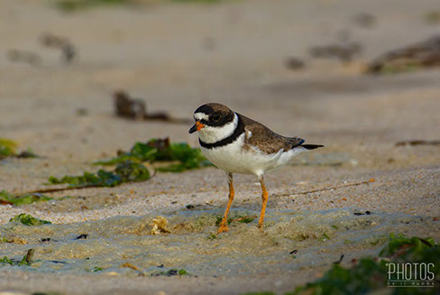 Semi-Palmated Plover