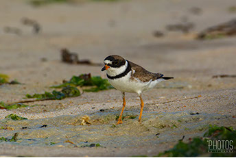 Semi-Palmated Plover