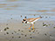 Semi-Palmated Plover
