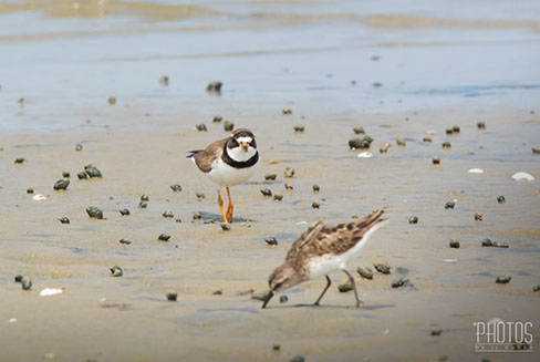 Semi-Palmated Plover